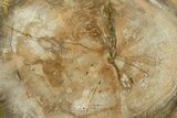 Polished Petrified Wood (Araucaria) Round - Madagascar #376825-1